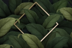 花纹边框-创意植物装饰边框素材PSD